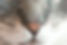 Cat's Nose