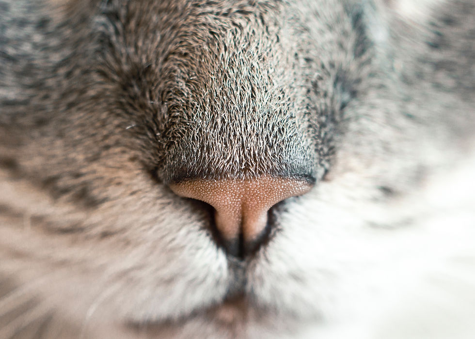 Cat's Nose