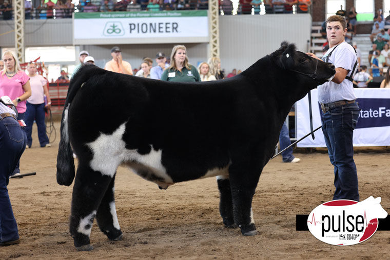 RESERVE DIVISION 1 CROSSBRED STEER IOWA STATE FAIR SIRED BY HIA