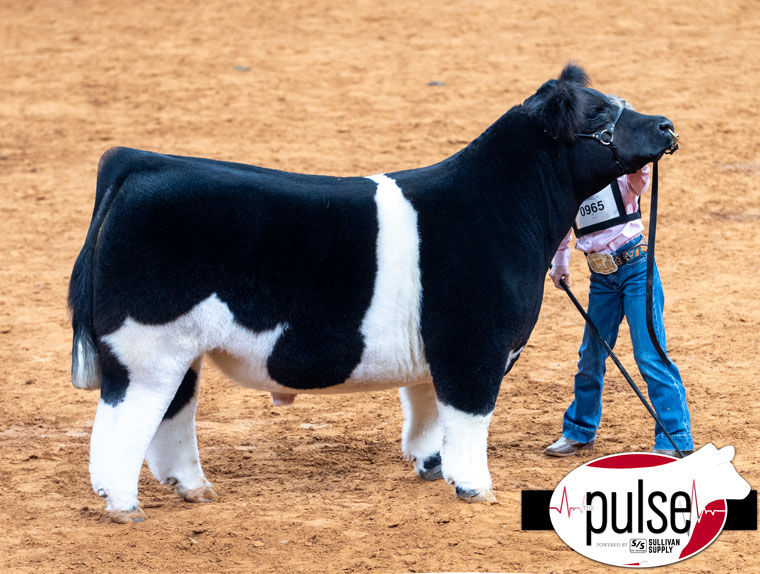 SECOND PLACE CLASS 1 LIGHTWEIGHT EXOTIC FWSS SIRED BY 1OAK