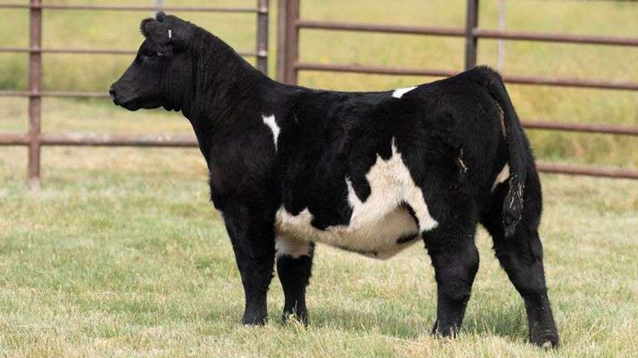 JENSEN SHOW CATTLE PRIVATE TREATY, SEPT. 19 ON STEERBIDDER