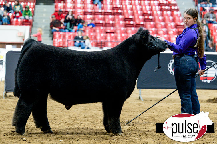 TOP 10 MARKET ANIMALS AT OHIO BEEF EXPO SIRED BY RODGERS BULLS