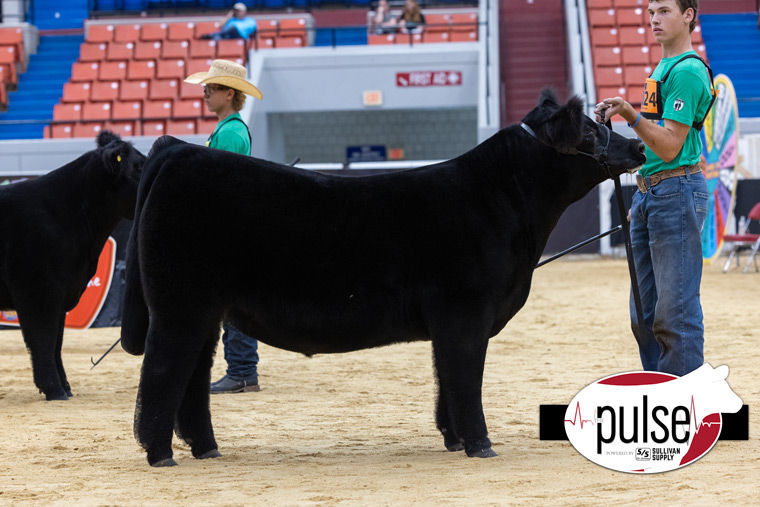CHAMPION BRED & OWNED PROGRESS STEER NATIONAL JUNIOR MAINE ANJOU SHOW SIRED BY HIA