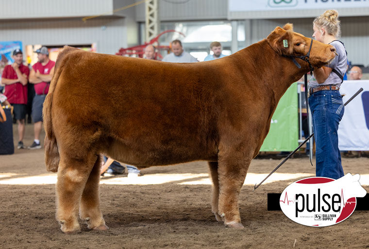RESERVE CHAROLAIS STEER IOWA STATE FAIR SIRED BY IGWT