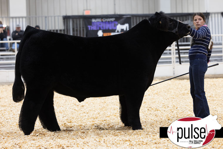 CHAMPION OVERALL MARKET STEER KANSAS BEEF EXPO SIRED BY HIA