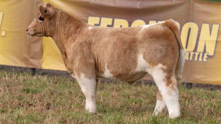 TODAY ON STEERBIDDER 9-17