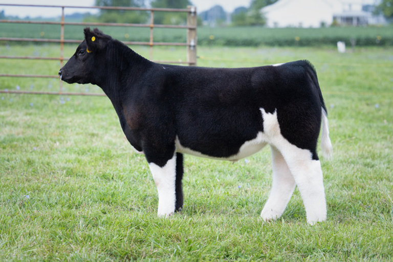 BRUTUS SHOW CATTLE, RODGERS BULLS SIRED HIGH SELLERS