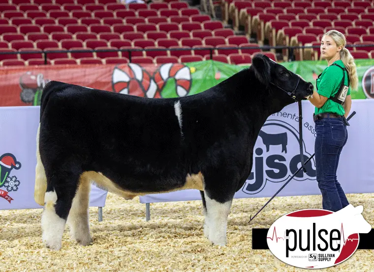 CHAMPION BRED & OWNED STEER AJSA NATIONAL CLASSIC SIRED BY HGTA
