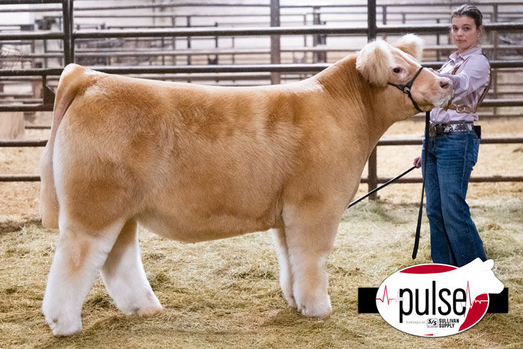 CHAMPION MEDIUM WEIGHT STEER FWSS SIRED BY HGTA