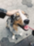 pet care company Brooklyn , dog walker brooklyn, pet sitting services, - Brooklyn Bark