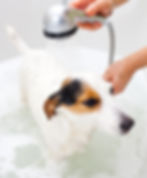 Dog being bathed with a showerhead, water splashing. Brown and white fur, calm expression. Set in a white bathtub.