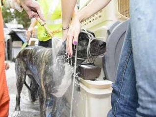 SHAM-POOCH! DOG WASH RAISES MONEY FOR WINDSOR TERRACE SHELTER