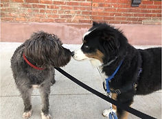 pet care company Brooklyn , dog walker brooklyn, pet sitting services, - Brooklyn Bark