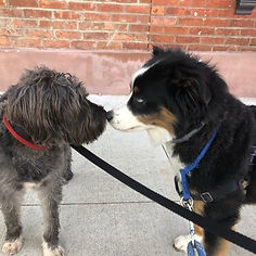 pet care company Brooklyn , dog walker brooklyn, pet sitting services, - Brooklyn Bark