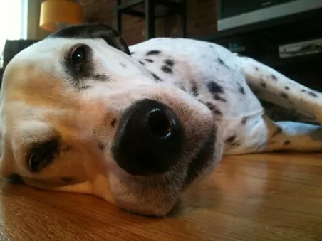 pet care company Brooklyn , dog walker brooklyn, pet sitting services, - Brooklyn Bark