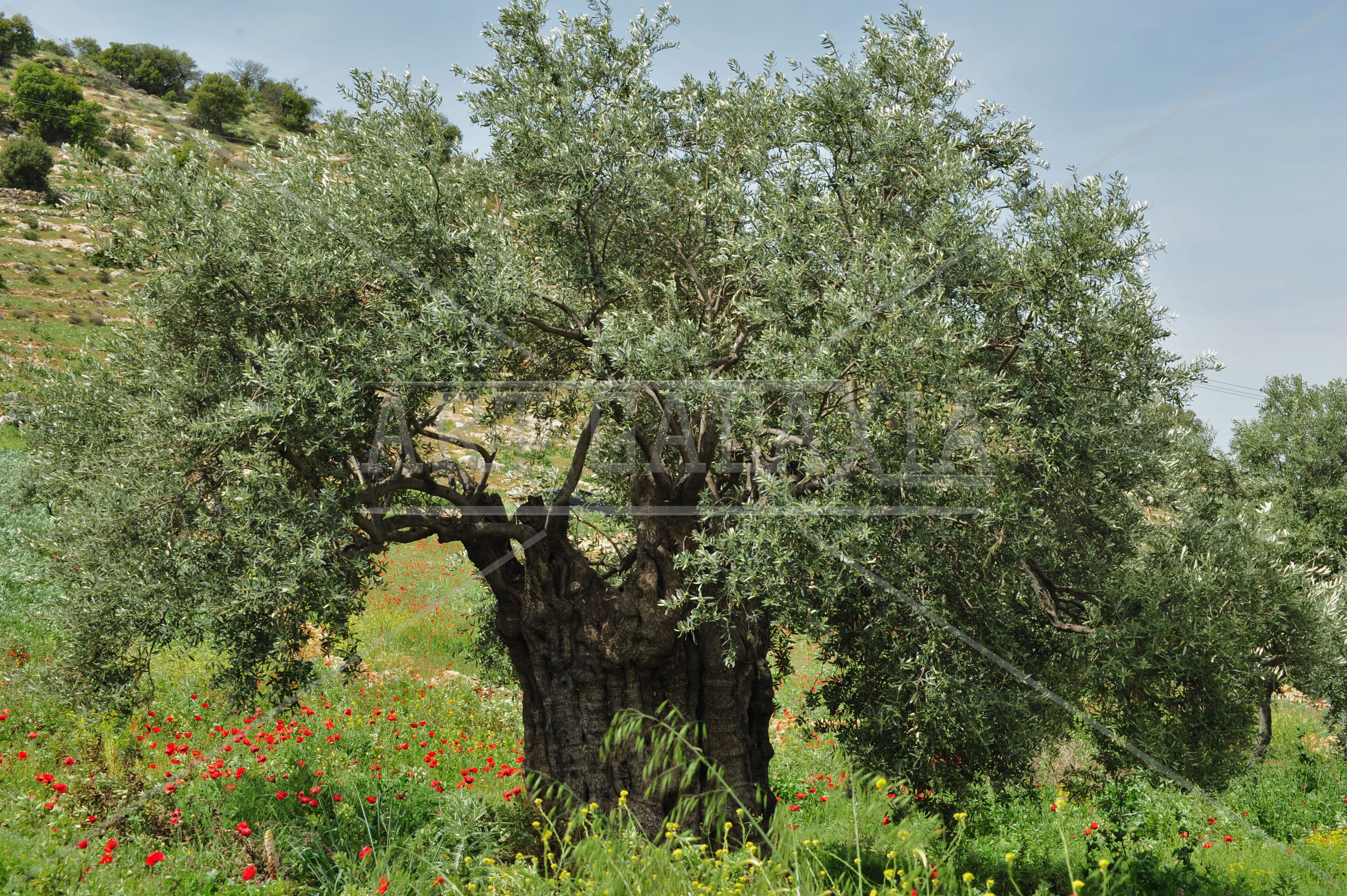 Zohrab Photography 25