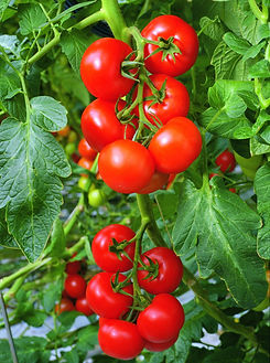 veg plant.jpeg