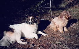 Daisy and Barney the dogs relax while the log house is chinked.