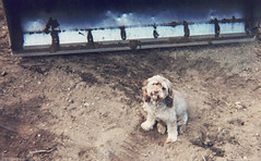 Barney the dog awaits some action with the loader.