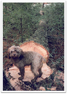 Barney the dog inspects the future ridge pole