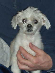 Gizmo the dog