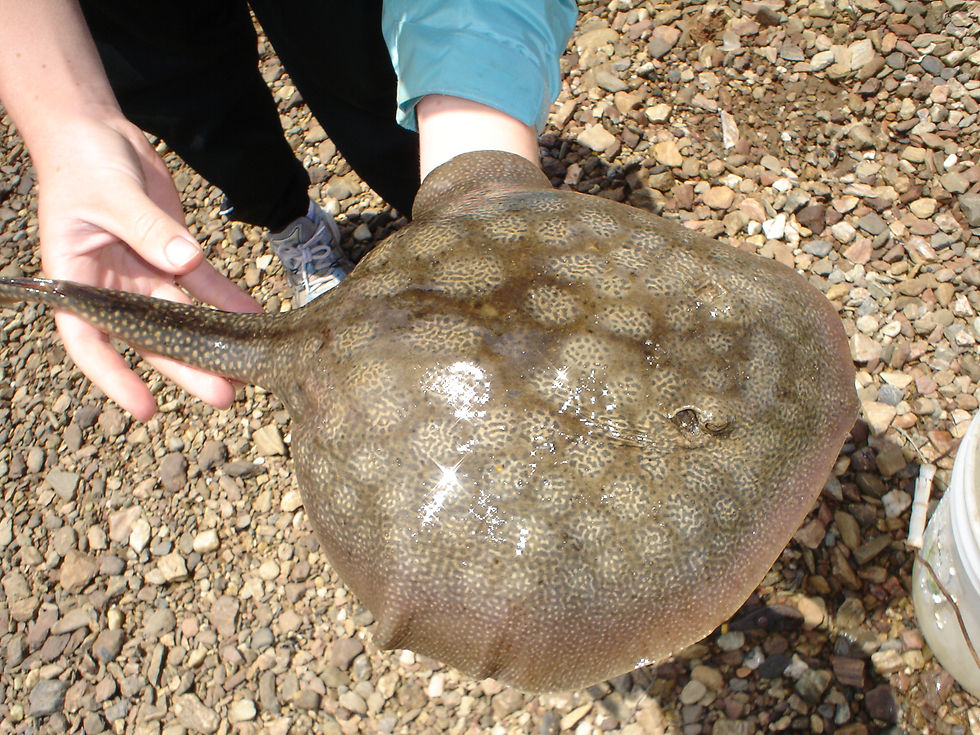Round Stingray