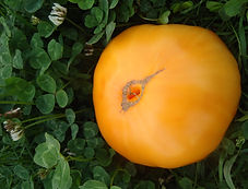 DSC08142.JPG