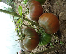 DSC04443.JPG