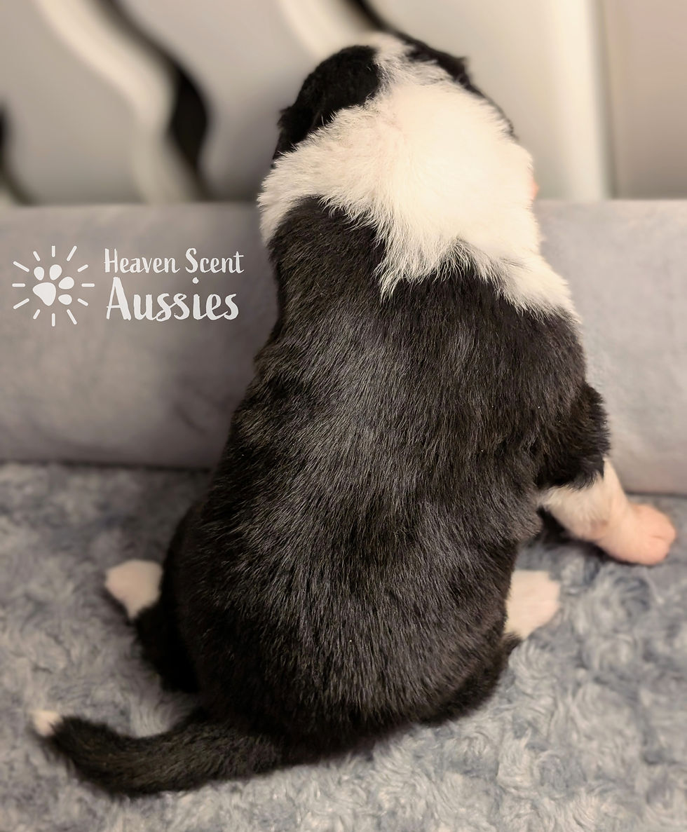 Thumbnail: Bessie BTF