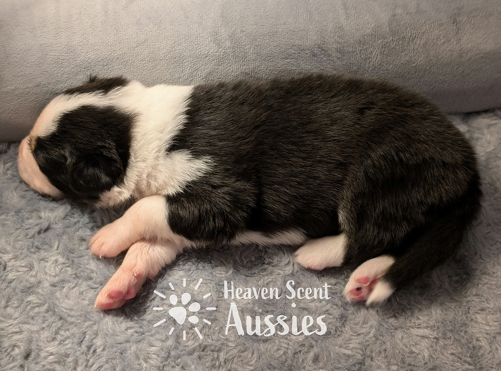 Thumbnail: Bessie BTF