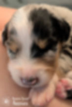 Thumbnail: Josie BMF