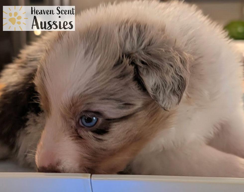 Thumbnail: Teddy RMM