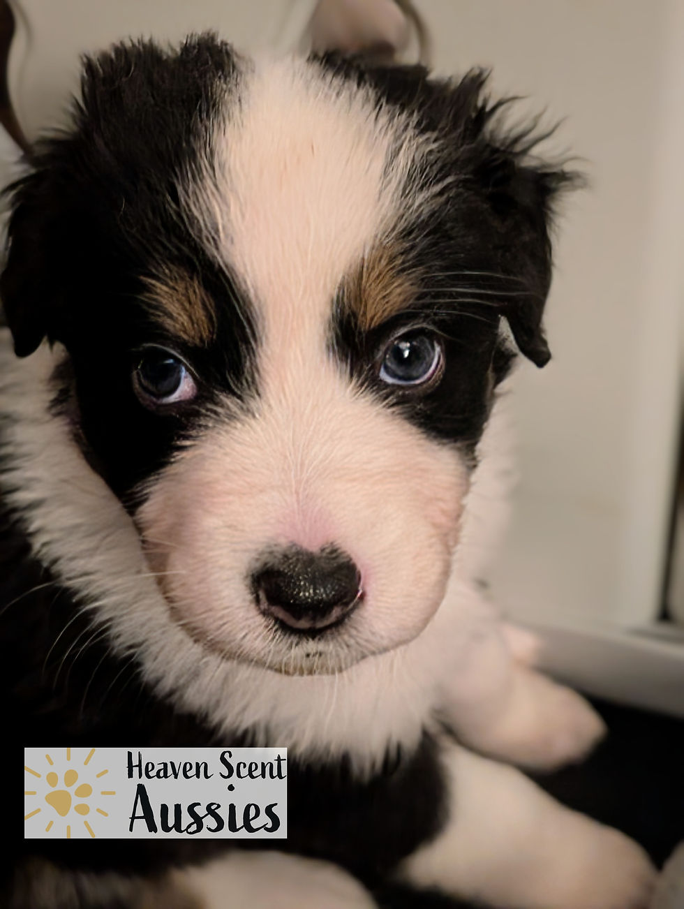 Thumbnail: Bessie BTF