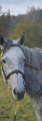 poulinière, jument, pur-sang, selle-français, poulain