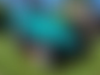 Why Professional Lawn Care Matters for a Healthier, Greener Yard