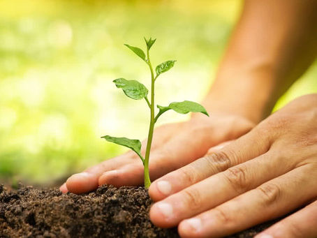How Professional Tree Services Can Improve Your Landscape