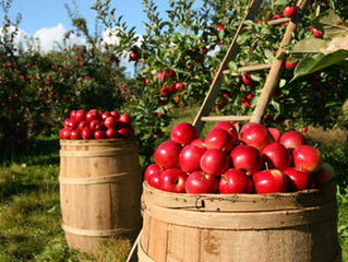 * Sold Out * SLO Creek Farms