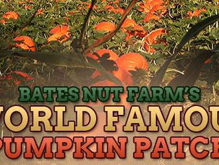 * Sold Out * Bates Nut Farm Pumpkin Patch - Valley Center