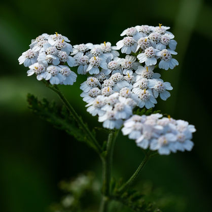 L'ACHILLÉE MILLEFEUILLE (ACHILLEA MILLEFOLIUM)