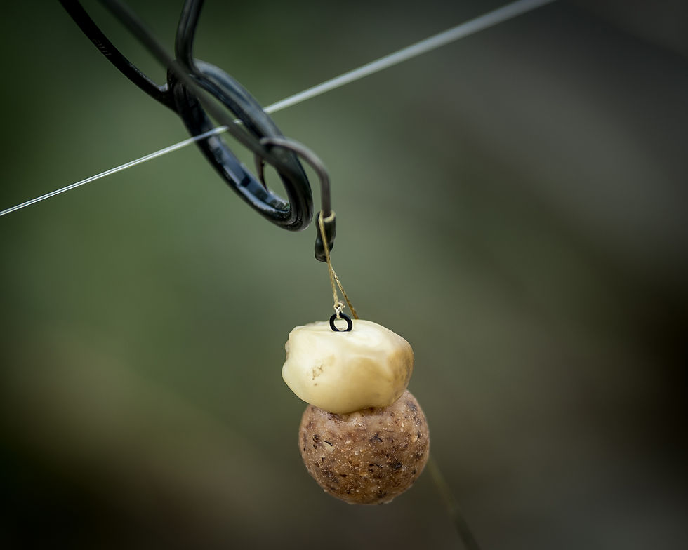 Hookbait Kombi für Krebsdruck beim Karpfenangeln