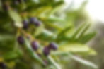 Oliven Plantana Körperpflege.jpg