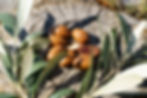 Argan Plantana.jpg