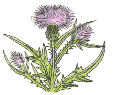 Thistle graphics.gif