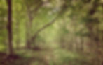 forest.jpg