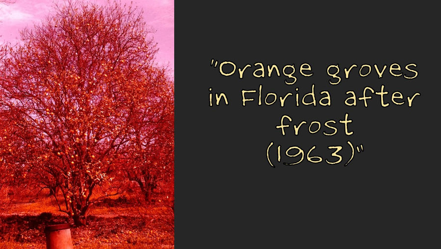 Oranges left on tree after front (1963) - Film processed Mar, 1963