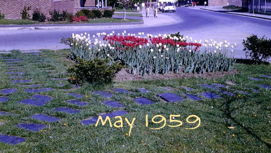 Flowers, landscaping - Film processed May, 1959