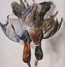 AMERICAN FEATHERED GAME - MALLARD & CANVAS BACK DUCKS