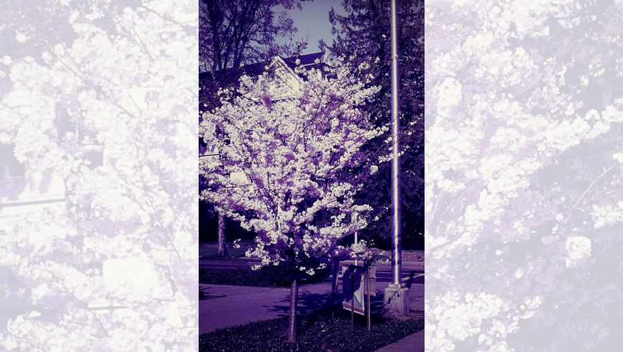 Near SU at OSU - Film processed Apr, 1964