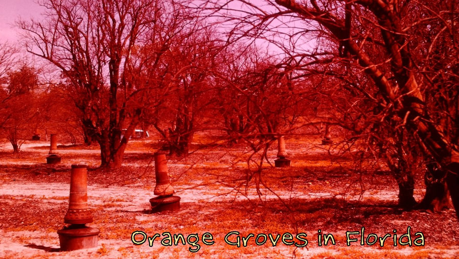 Orange groves in Florida (frost) 1963 - Film processed Mar, 1963