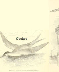 Other birds that cannot be eaten